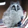 7-25-11 Daily Wildlife Picture Short Eared Owl Baby