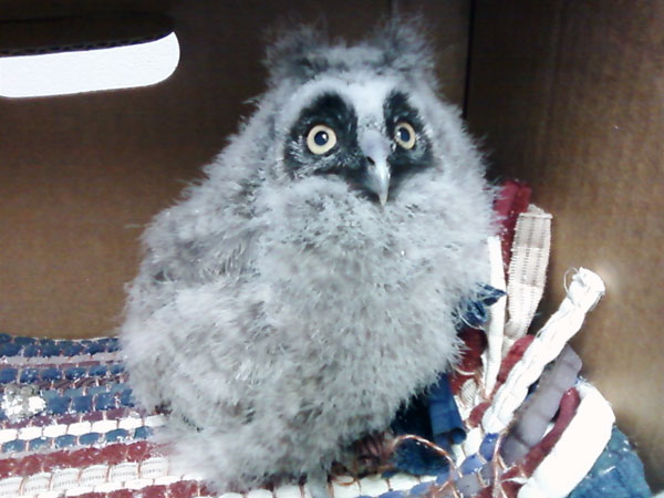 7-25-11 Daily Wildlife Picture Short Eared Owl Baby