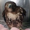 7-28-11 Daily Wildlife Picture Red Tailed Hawk Injured Right Wing