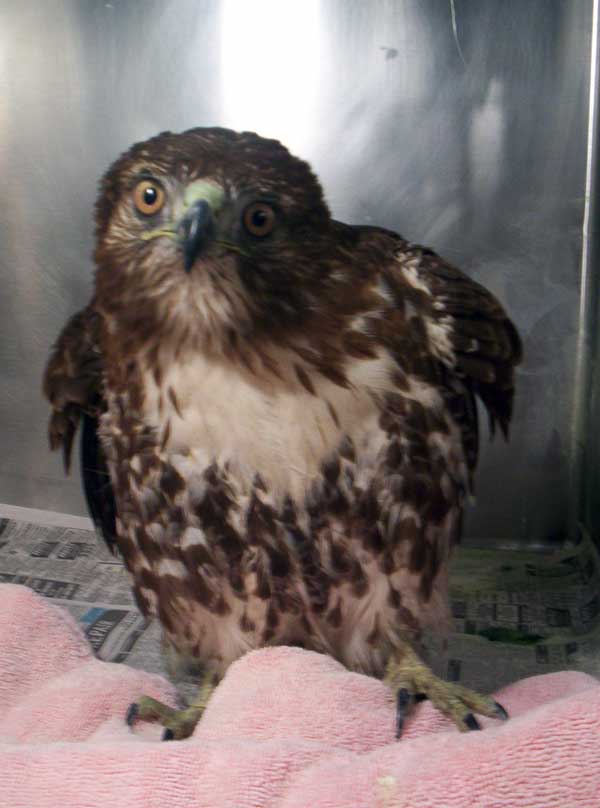 7-28-11  Daily Wildlife Picture Red Tailed Hawk Injured Right Wing