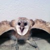7-29-11 Daily Wildlife Picture Barn Owl Defensive Stance