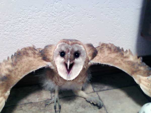 7-29-11 Daily Wildlife Picture Barn Owl Defensive Stance