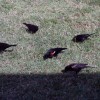 7-3-11 Daily Wildlife Picture Red Winged Black Birds