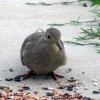 7-5-11 Daily Wildlife Picture Morning Dove