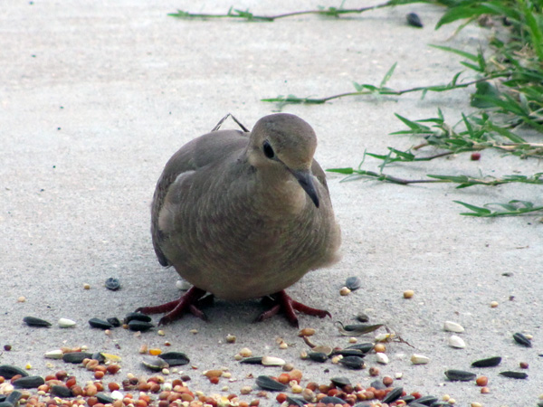 7-5-11 Daily Wildlife Picture Morning Dove