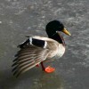 7-6-11 Daily Wildlife Picture Mallard Duck On Ice
