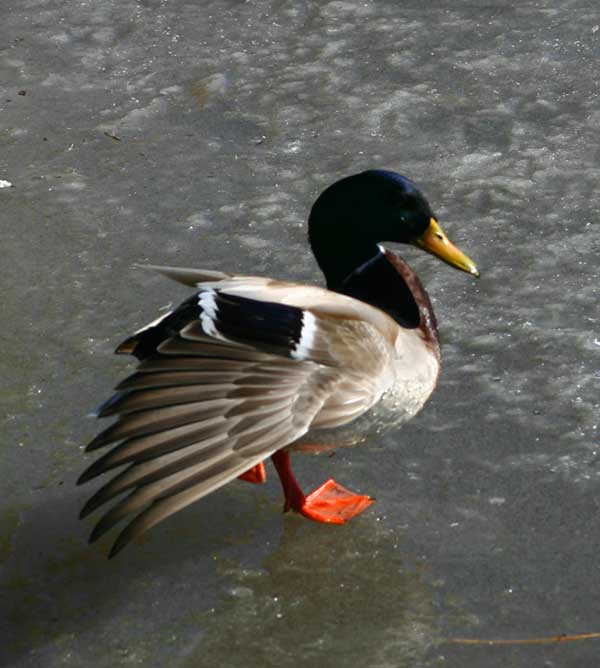 7-6-11 Daily Wildlife Picture Mallard Duck On Ice