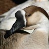 7-7-11 Daily Wildlife Picture Brown Chinese Goose Profile