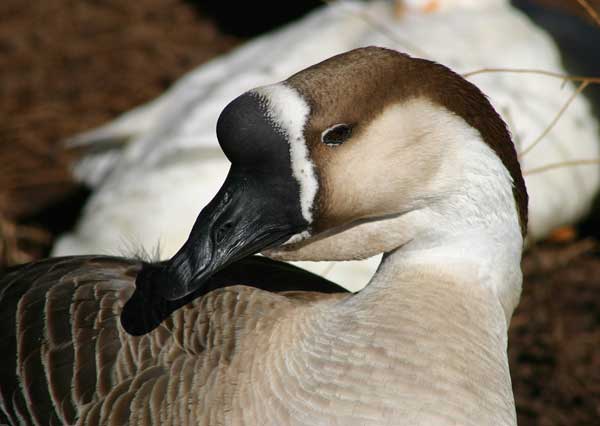 7-7-11 Daily Wildlife Picture Brown Chinese Goose Profile