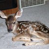 7-8-11 Daily Wildlife Picture Injured White Tailed Deer Fawn