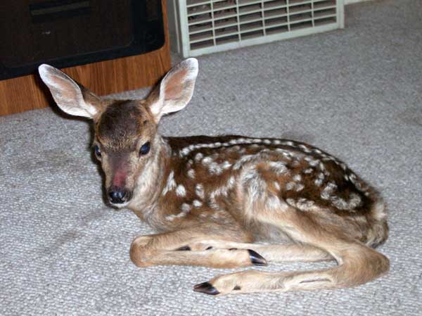 7-8-11 Daily Wildlife Picture Injured White Tailed Deer Fawn