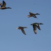 7-9-11 Daily Wildlife Picture Migrating Northern Shovelers