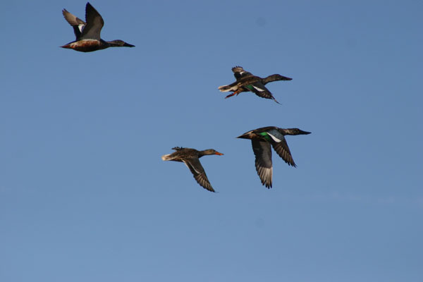 7-9-11 Daily Wildlife Picture Migrating Northern Shovelers