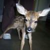 Baby Fawn - Abandoned Triplet White Tailed Deer