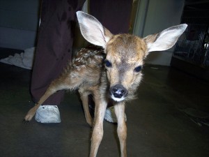 Baby Fawn - Abandoned Triplet White Tailed Deer