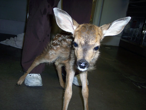 Baby Fawn Found in Your Yard? - Badger RunBadger Run Baby Fawn Found in Your Yard? - Badger RunBadger Run