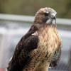 8-10-11 Wildlife Picture Red-Tailed Hawk