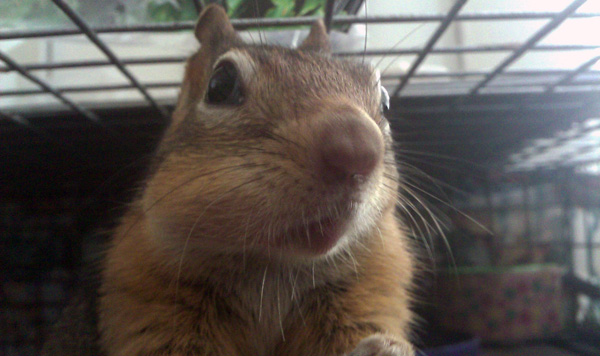 8-11-11 Wildlife Picture Golden-manteled Ground Squirrel with Peanut