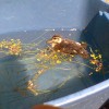 8-13-11 Wildlife Picture Duckling in Pool