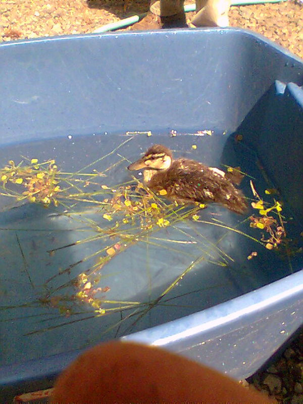 8-13-11 Wildlife Picture Duckling in Pool