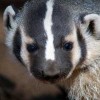 8-14-11 Wildlife Picture American Badger - Dhru