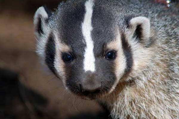 8-14-11 Wildlife Picture American Badger - Dhru