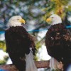 8-15-11 Wildlife Picture Pair of Bald Eagles