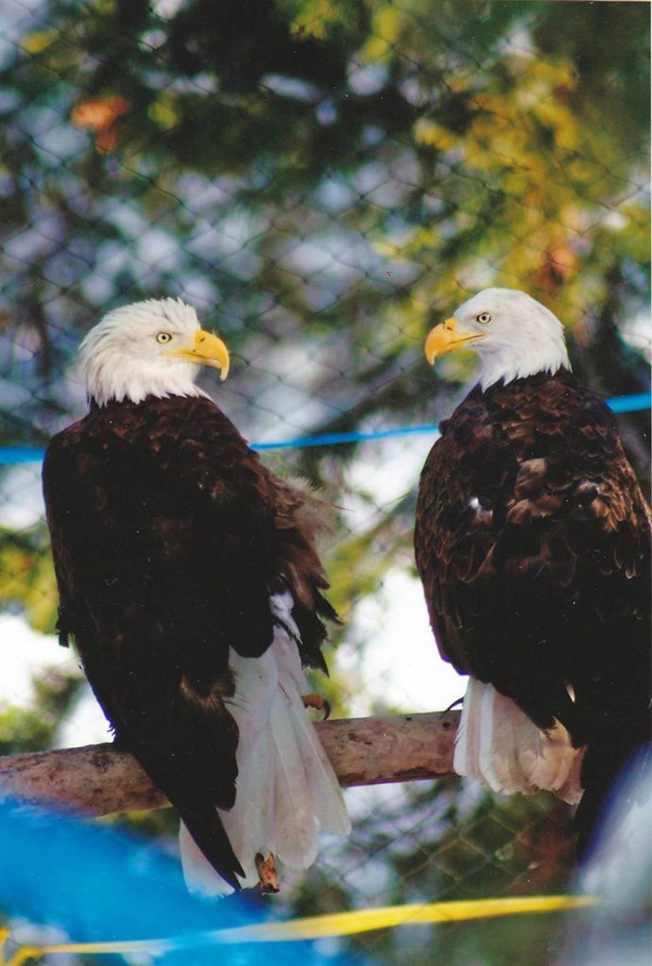 8-15-11 Wildlife Picture Pair of Bald Eagles