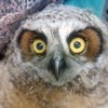 8-16-11 Wildlife Picture Baby Great Horned Owl Close Up