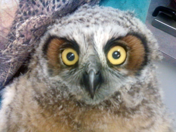 8-16-11 Wildlife Picture Baby Great Horned Owl Close Up