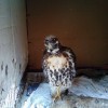 8-17-11 Wildlife Picture Red-Tailed Hawk Baby