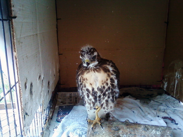 8-17-11 Wildlife Picture Red-Tailed Hawk Baby