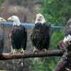8-18-11 Wildlife Picture Our Four Resident Bald Eagles