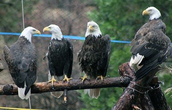 8-18-11 Wildlife Picture Our Four Resident Bald Eagles