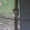 8-19-11 Wildlife Picture Barn Owl on Perch