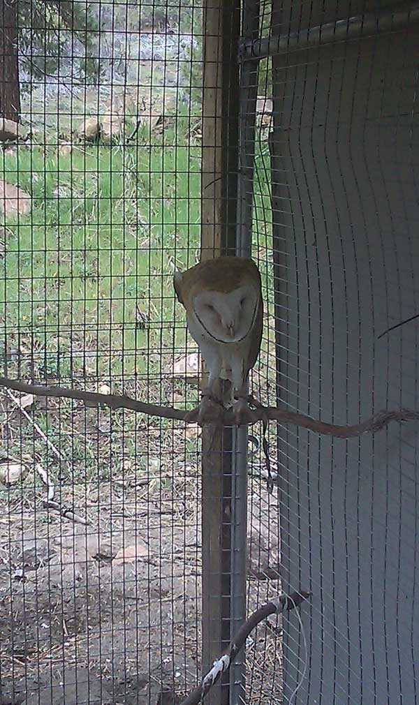 8-19-11 Wildlife Picture Barn Owl on Perch