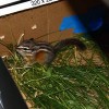 8-20-11 Wildlife Picture Chipmunk in a Box