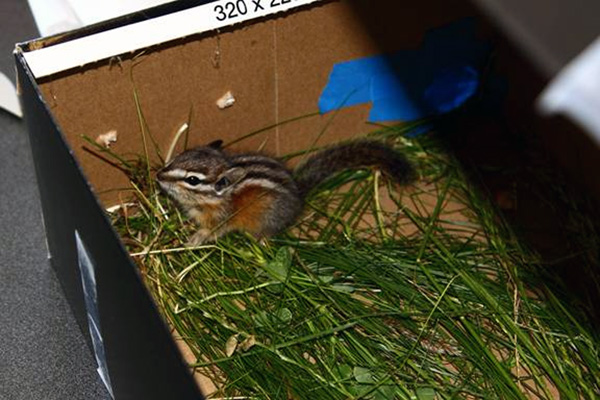 8-20-11 Wildlife Picture Chipmunk in a Box