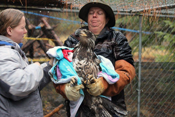 8-21-11 Wildlife Picture Immature Golden Eagle Physical Exam