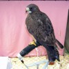 8-22-11 Wildlife Picture Maya Swainson's Hawk Ambassador