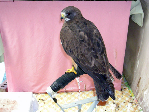 8-22-11 Wildlife Picture Maya Swainson's Hawk Ambassador