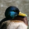 8-23-11 Wildlife Picture Mallard Drake