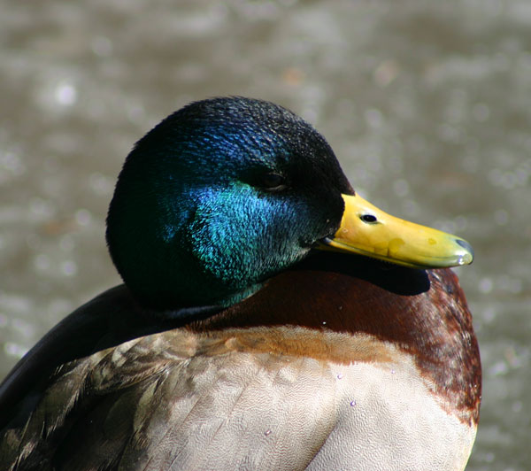 8-23-11 Wildlife Picture Mallard Drake