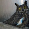 8-24-11 Wildlife Picture Great Horned Owl Right Figure 8 Wing Wrap
