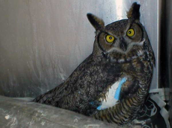 8-24-11 Wildlife Picture Great Horned Owl Right Figure 8 Wing Wrap