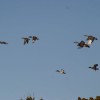 8-25-11 Wildlife Picture Northern Shovelers in flight