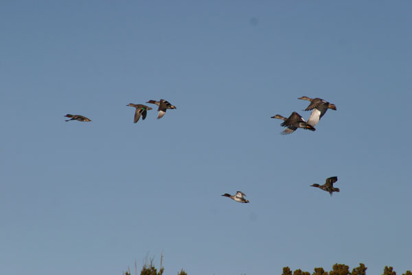 8-25-11 Wildlife Picture Northern Shovelers in flight