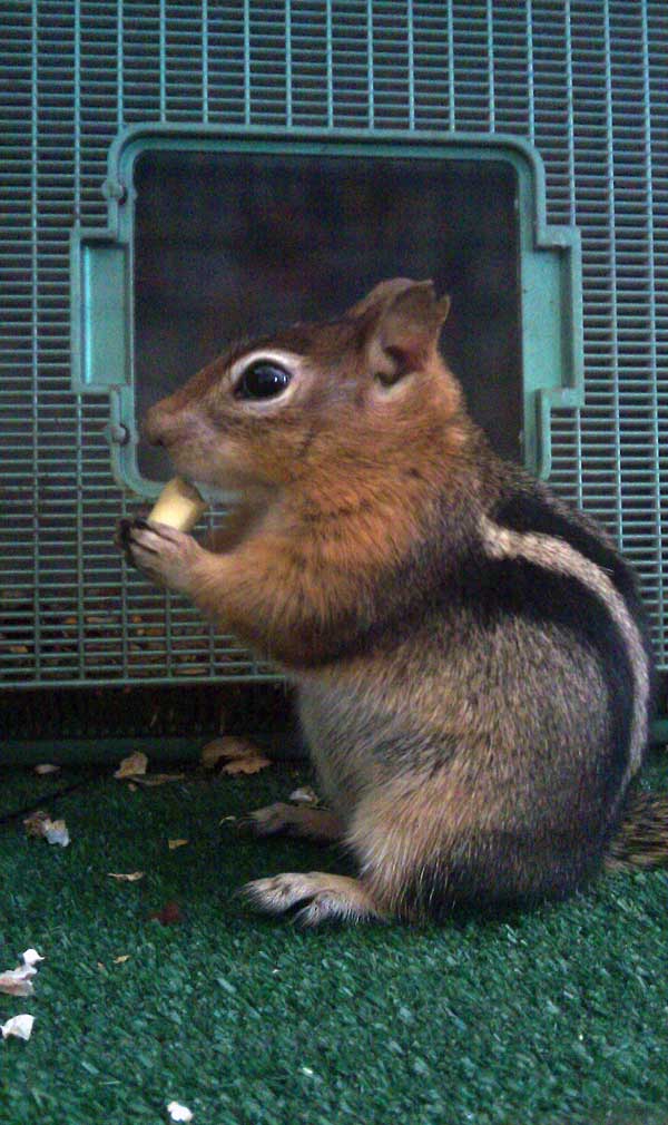 8-26-11 Wildlife Picture Golden-manteled Ground Squirell Eating