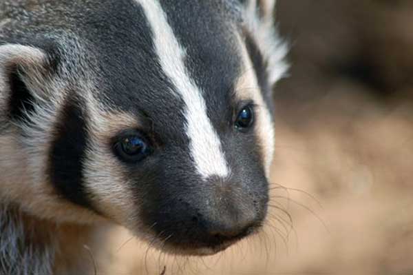 8-27-11 Wildlife Picture Badger Eyes