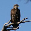 8-28-11 Wildlife Picture Immature Bald Eagle Looking Away